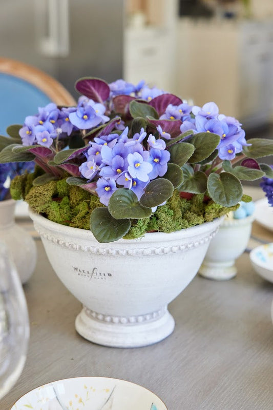 A Touch of Charm: African Violet
