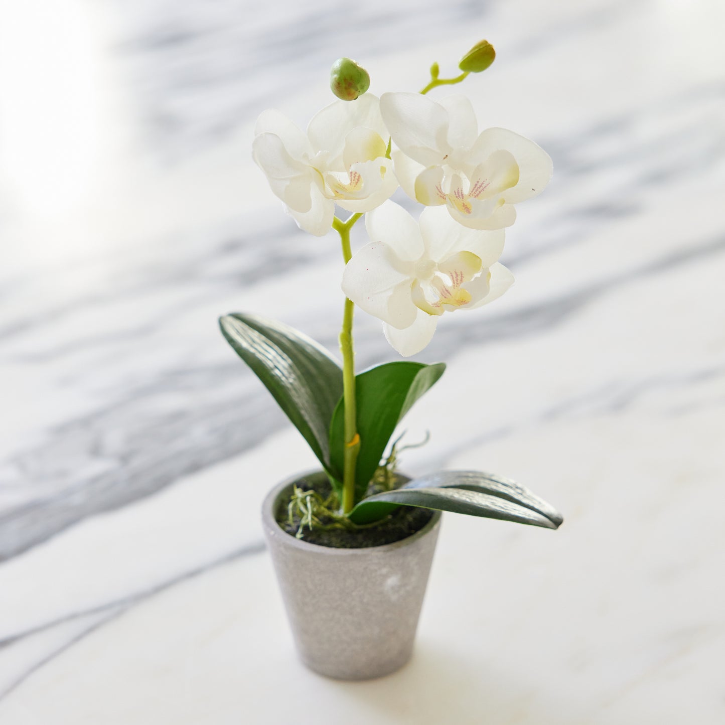Mini Phalaenopsis 9" Potted