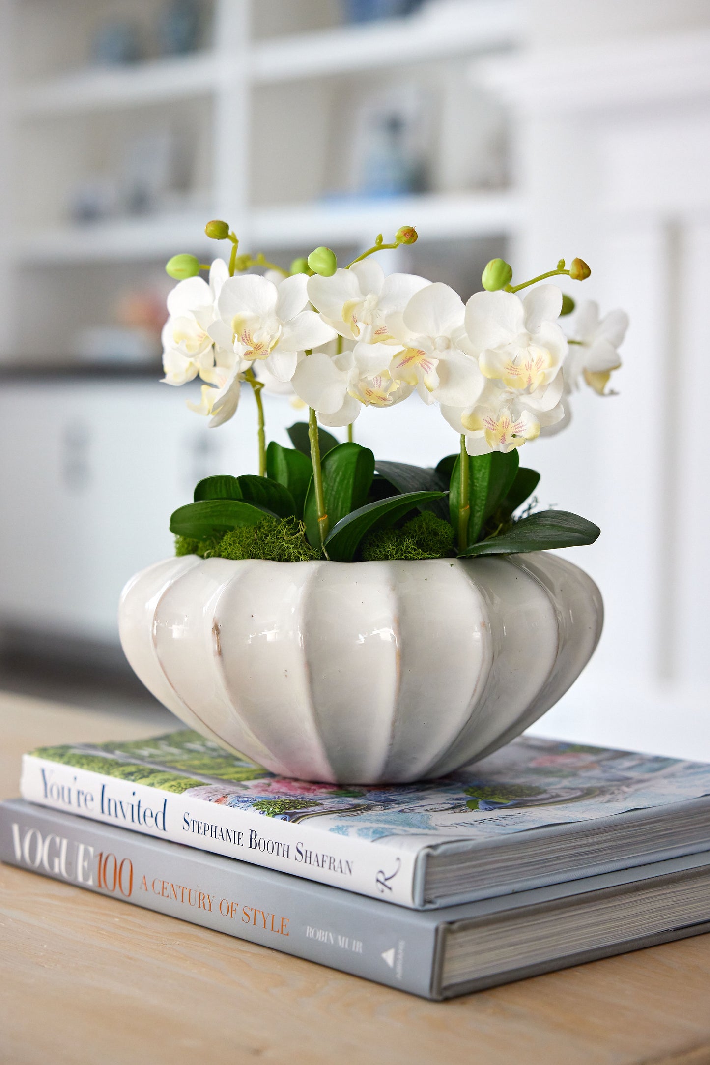Mini Phalaenopsis 9" Potted